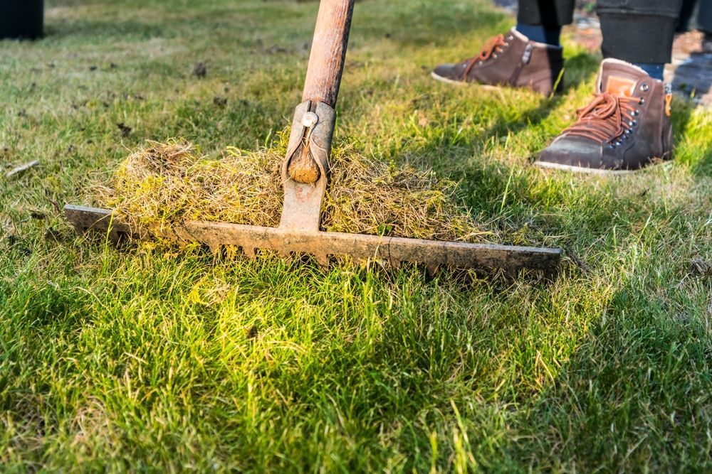 A person using a rake to clear a pile of dried grass on a green lawn.