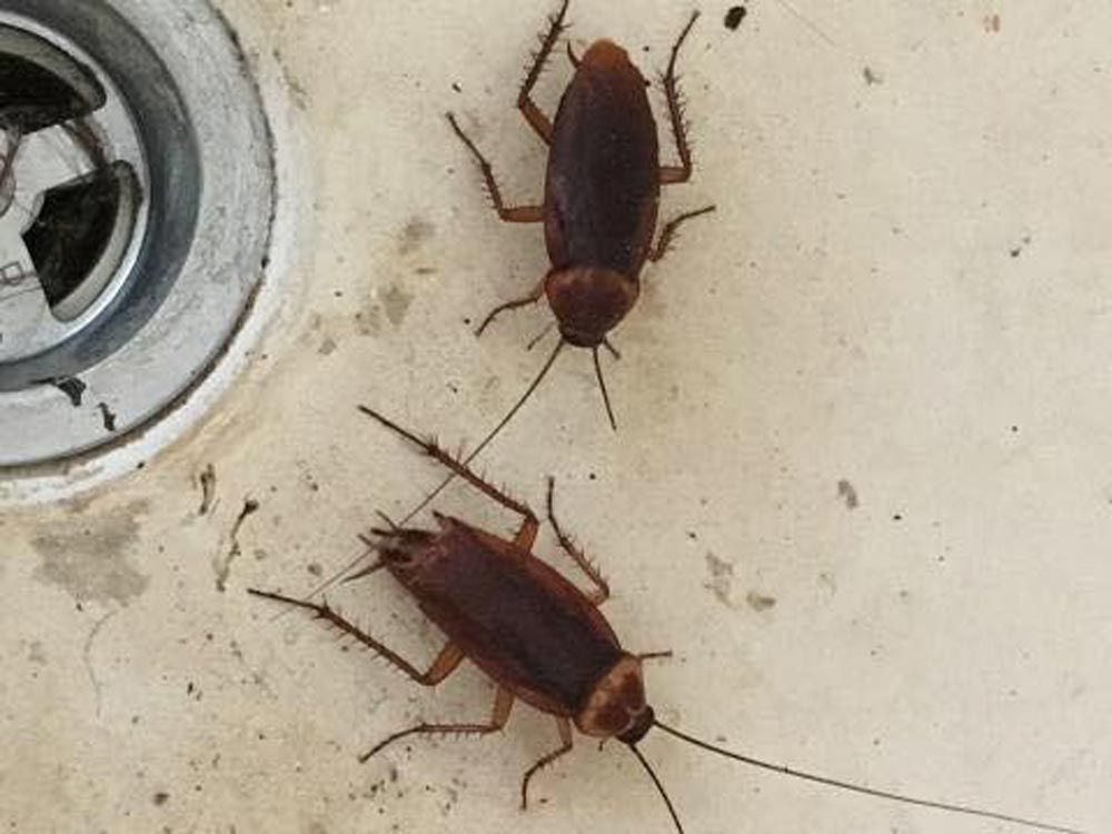 Crock Insect Pest Control Darwin | Quack Pest Control