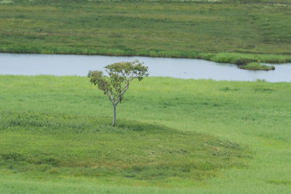 Lone Tree in a Green Meadow With a Body of Water — Quack Pest Control in Winnellie, NT