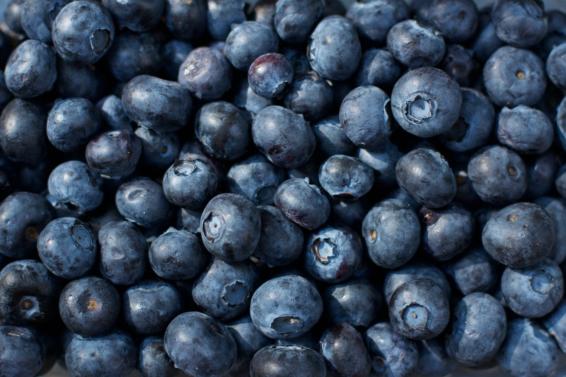 Close-up of a pile of fresh blueberries
