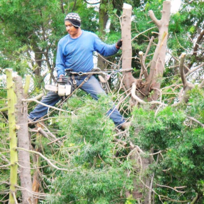 Tree Services in Ventura