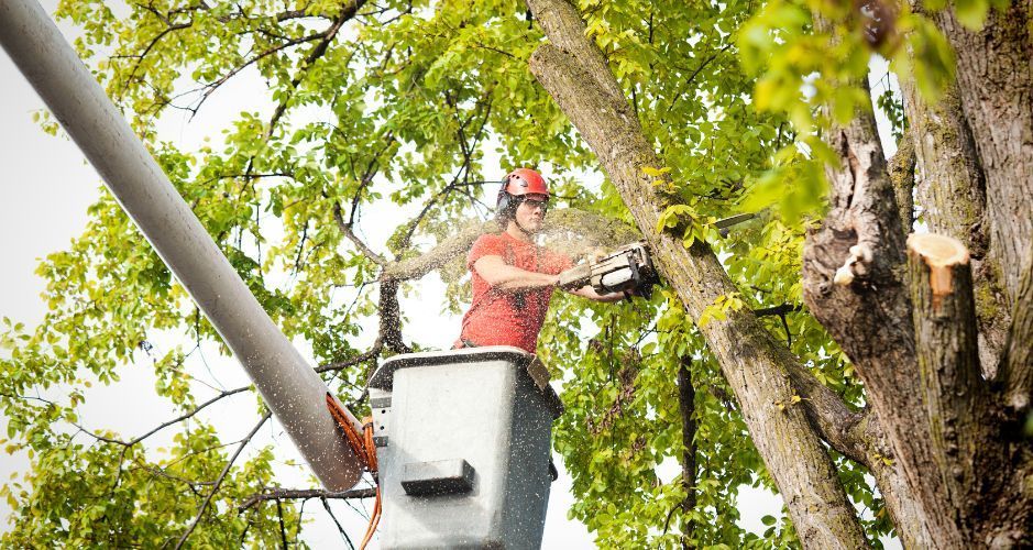 tree trimming in ventura