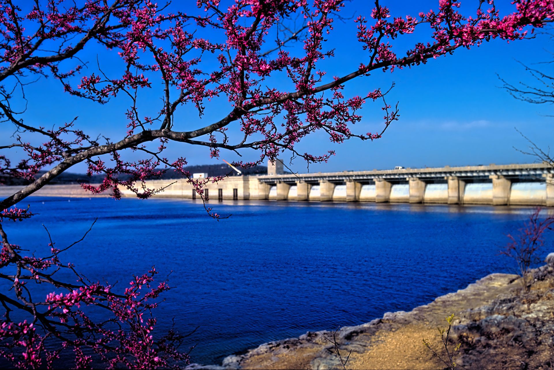 Cherry blossoms frame a dam across a bright blue river under a clear sky.