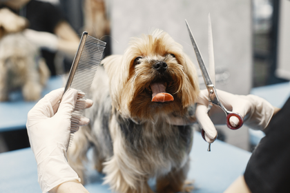 A person is grooming a small dog with scissors and a comb.