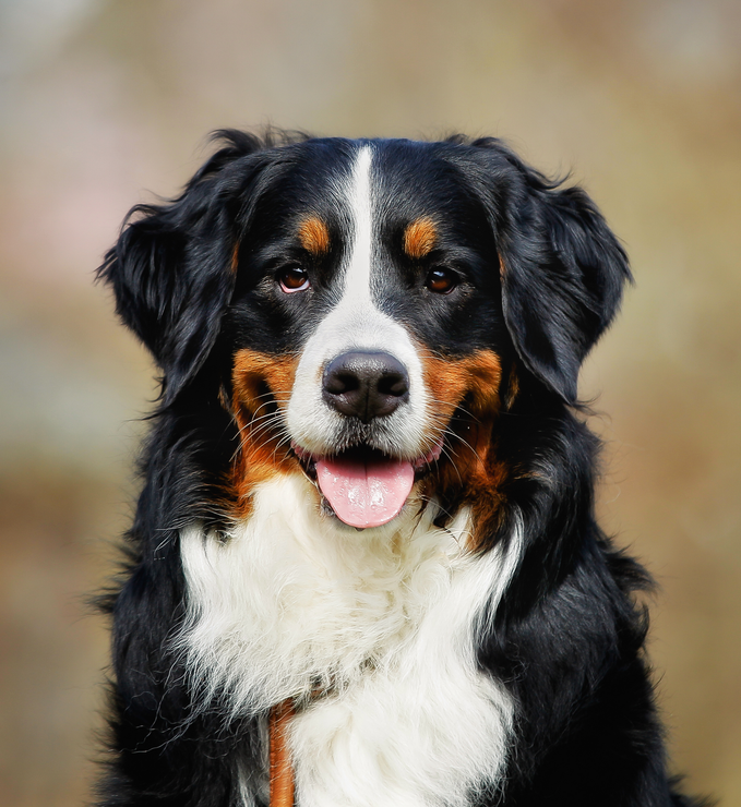 A black and white dog with a pink tongue sticking out