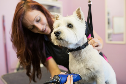 A woman is grooming a white dog with a hair dryer.
