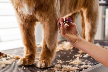 A person is cutting a dog 's nails with a pair of scissors.