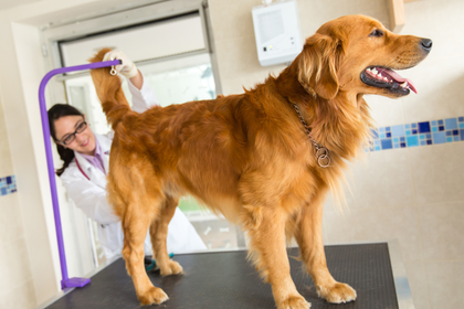 A dog is being examined by a veterinarian in a veterinary clinic.