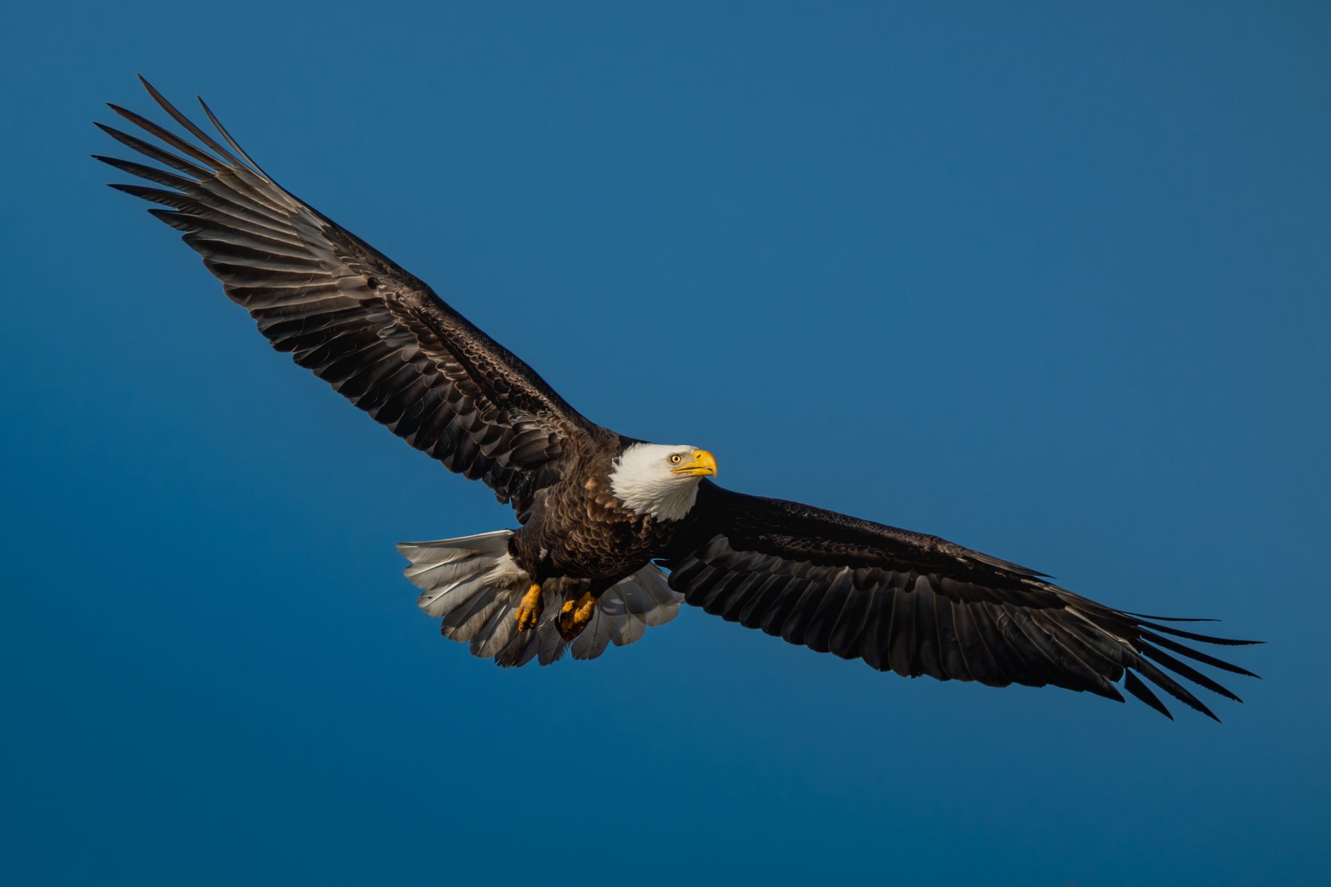 Eagle Wing Span