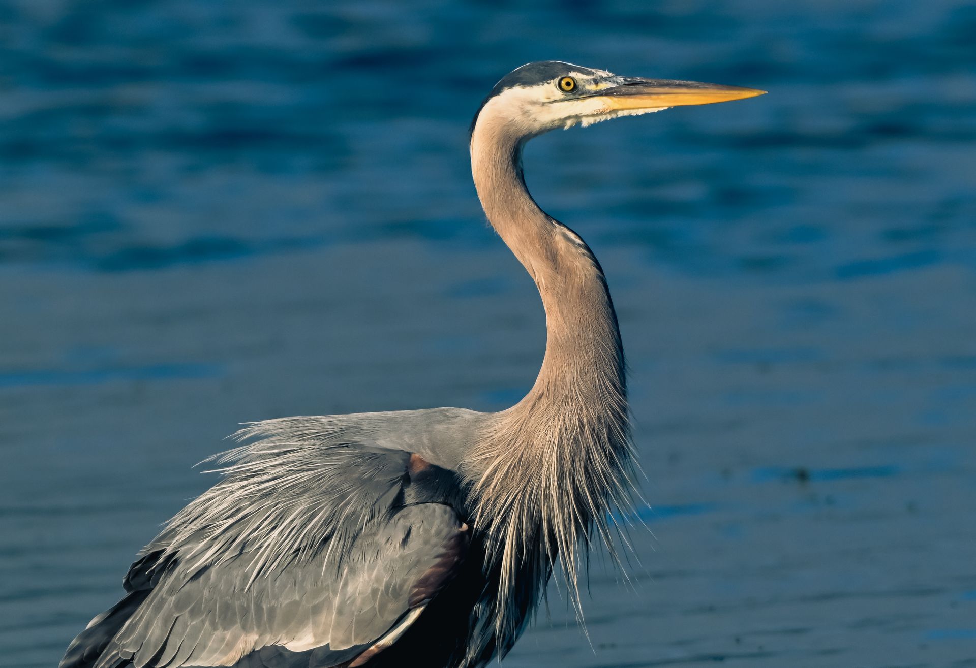 Blue Heron Profile