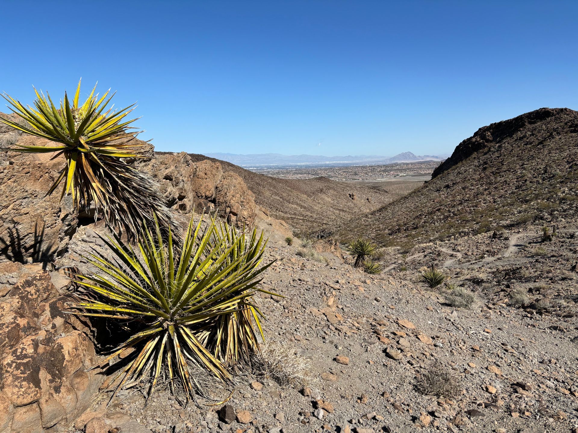 Desert landscape
