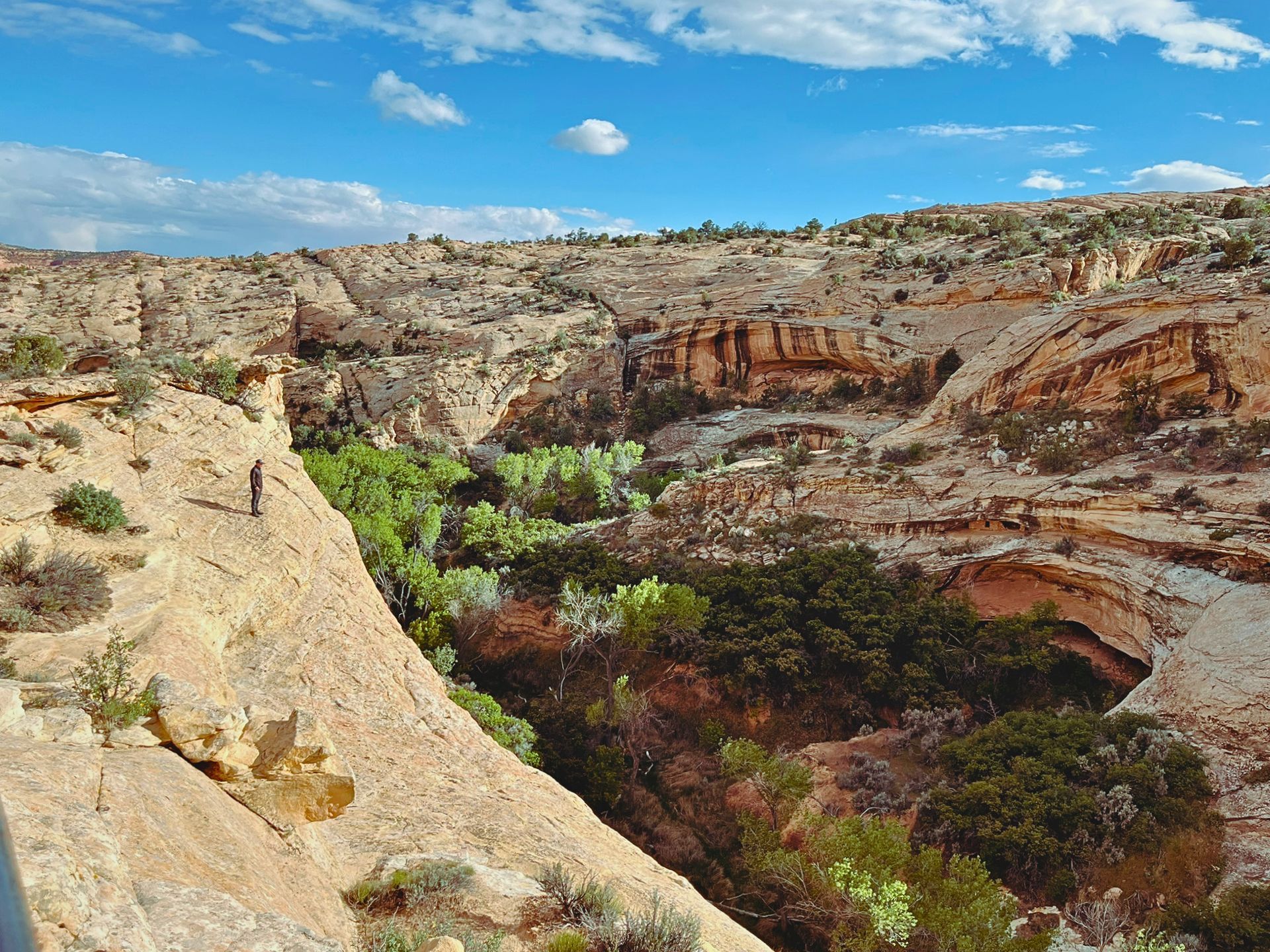 Person looks out into canyon