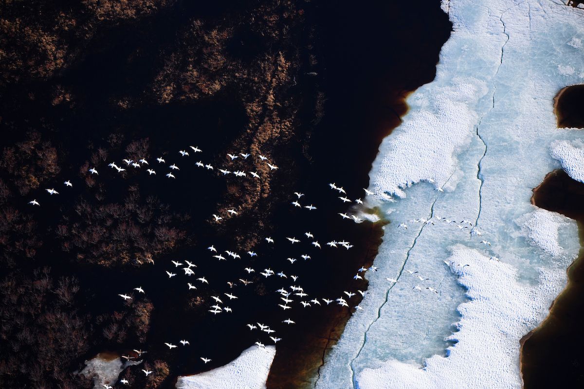 Flock of Arctic Terns flying over the Western Arctic tundra
