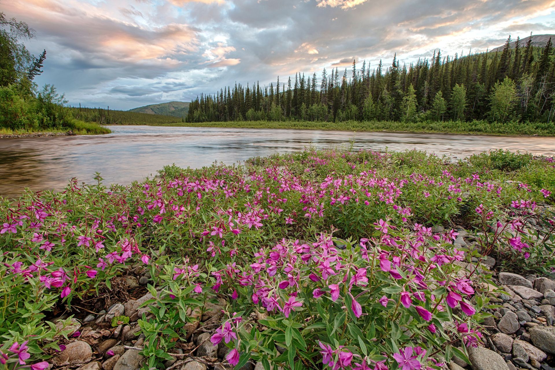 A lake with evergreen trees, pink wildflowers, a forested mountain and a cloudy sky.