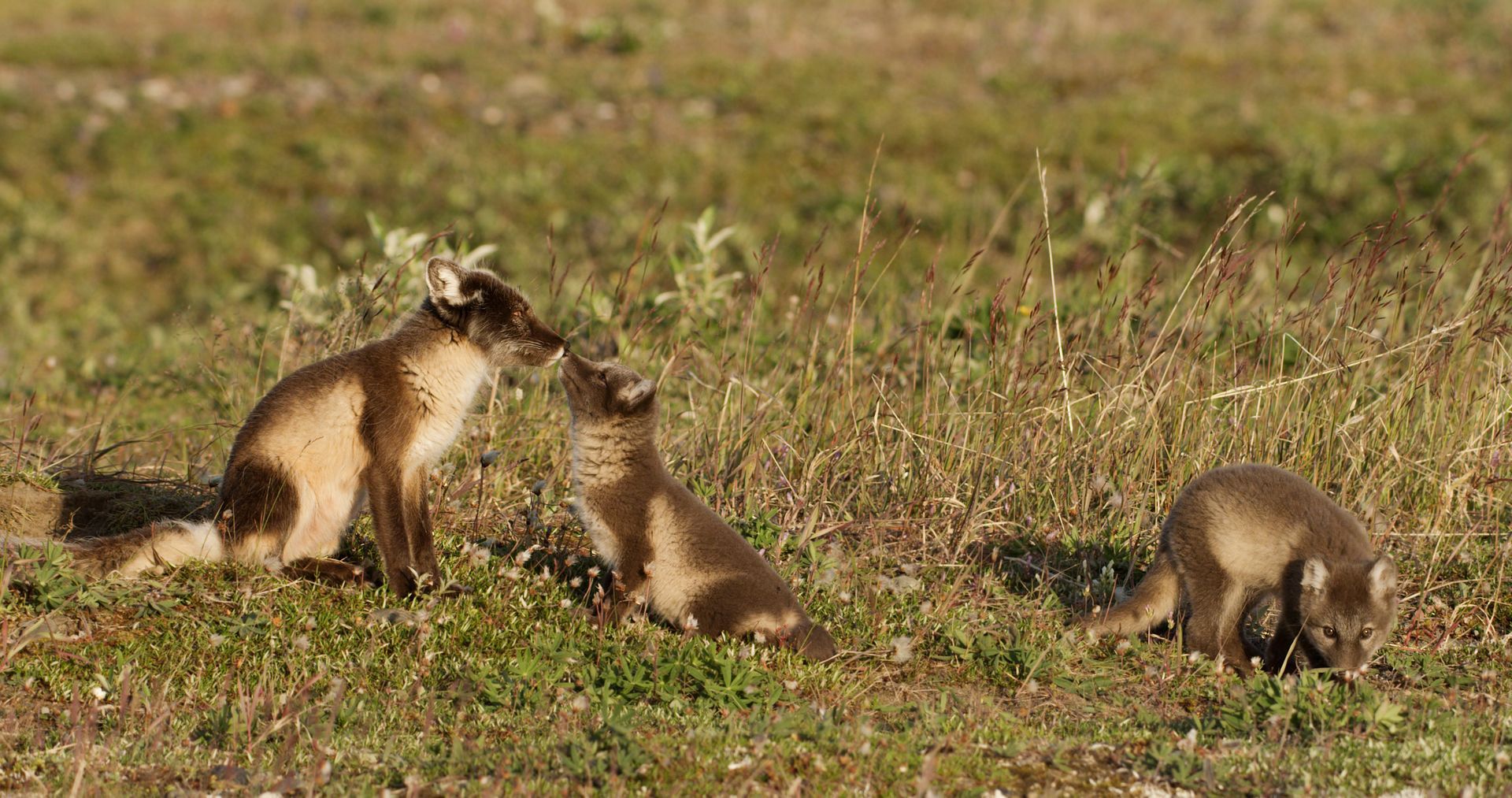 Arctic foxes touching noses