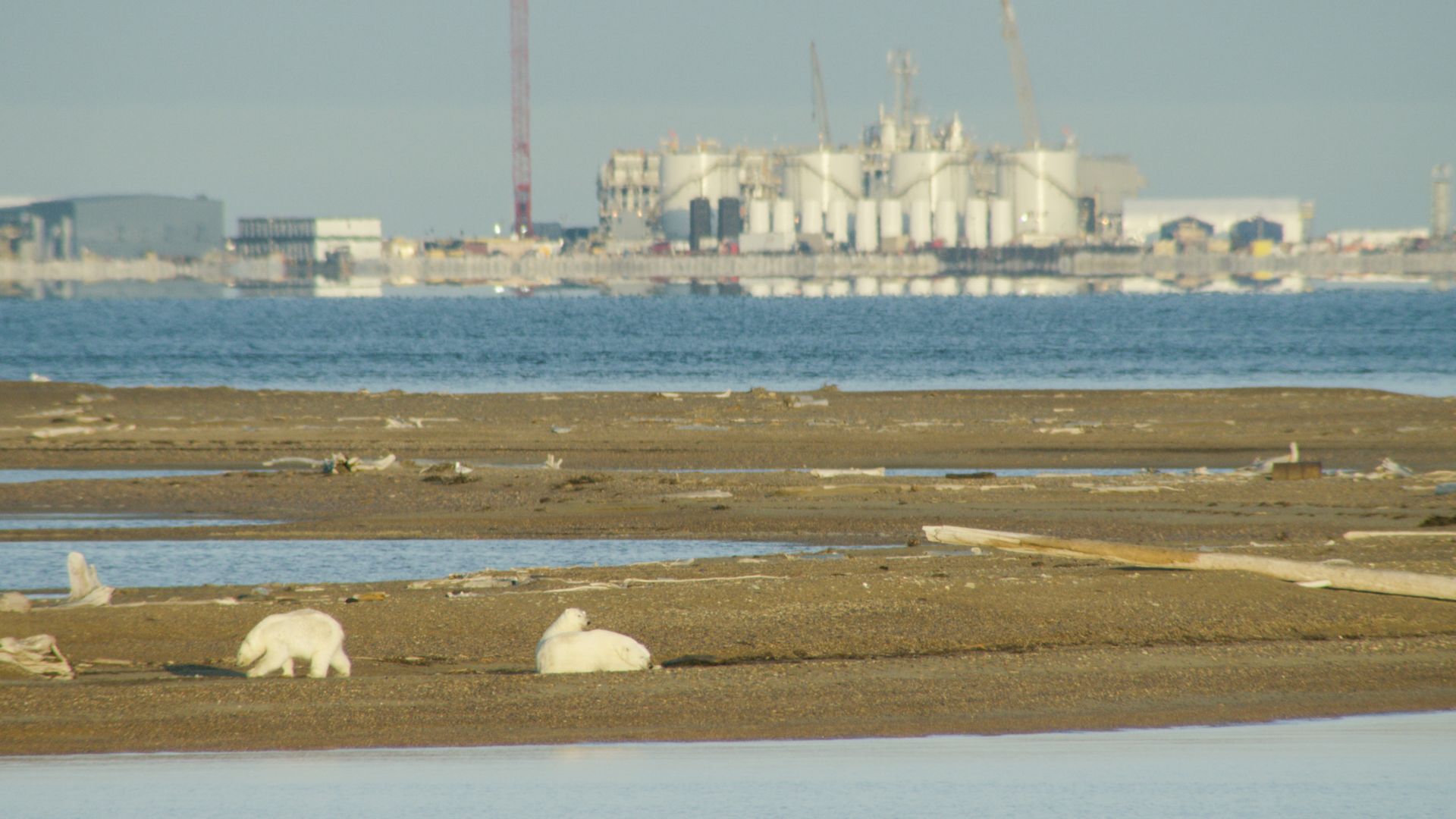 Polar bears across the river from an oil and gas facility