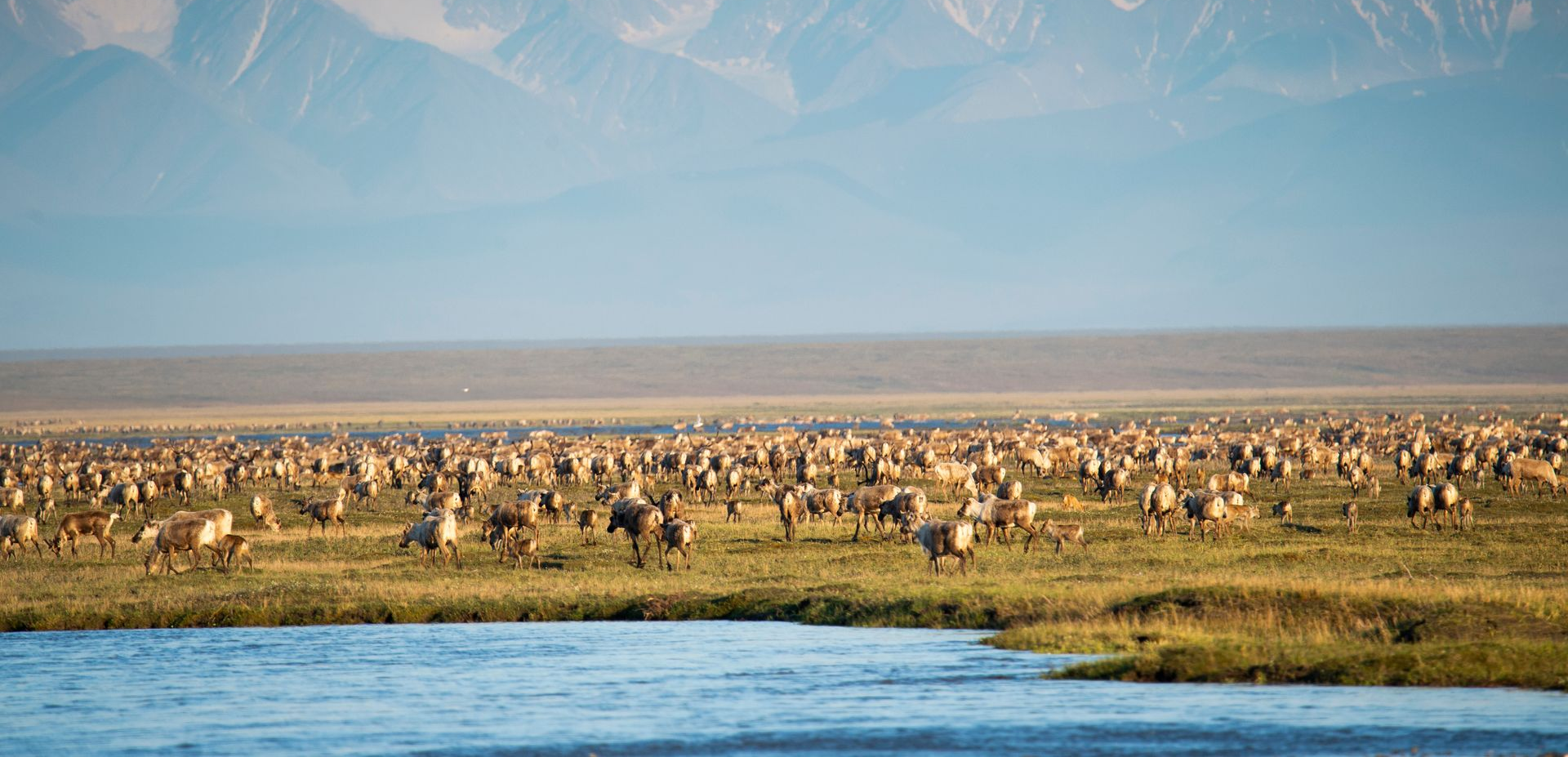 Caribou