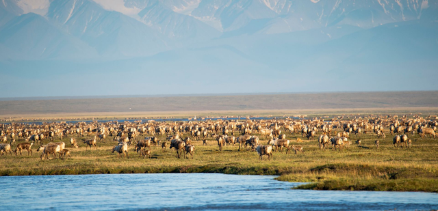 Caribou