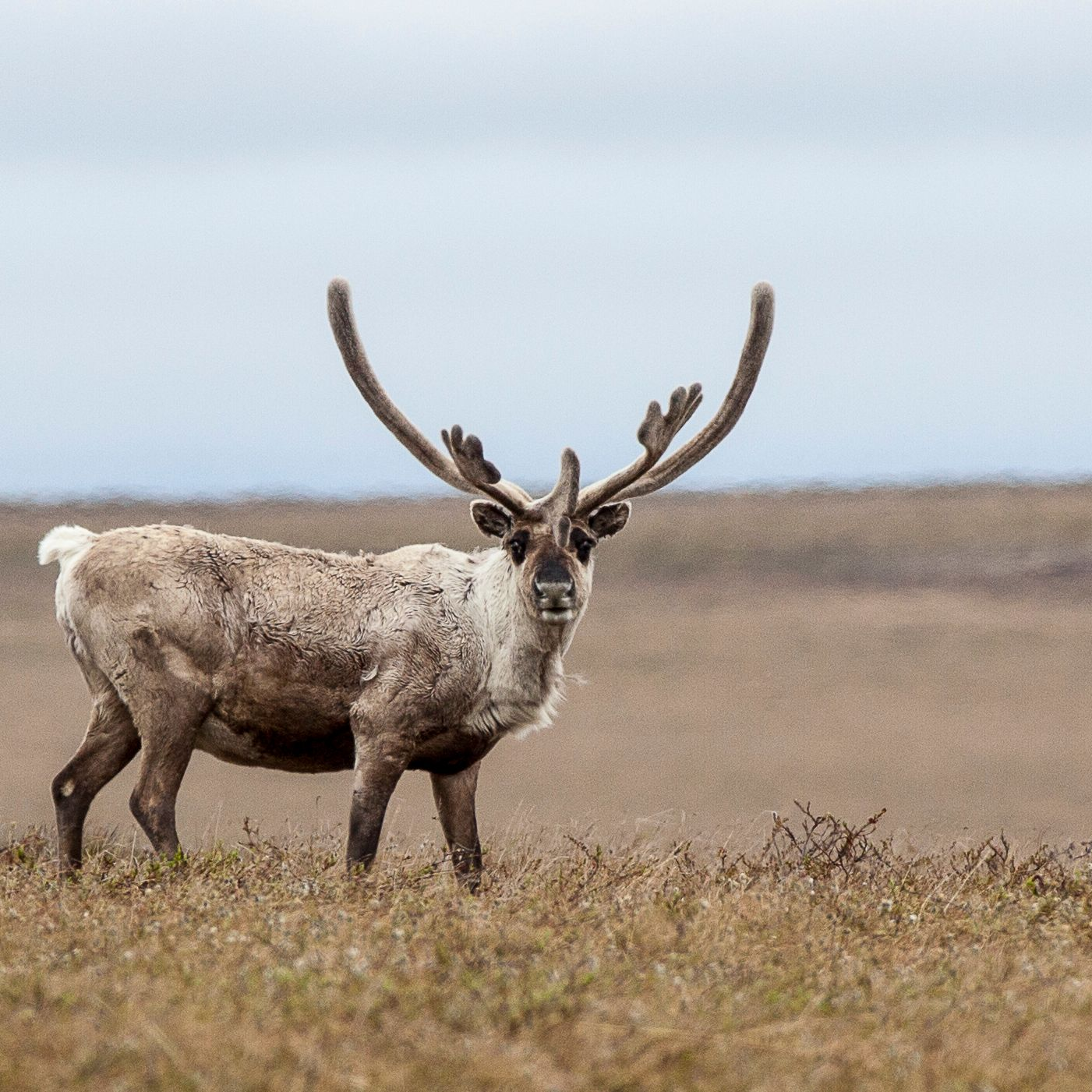 Caribou