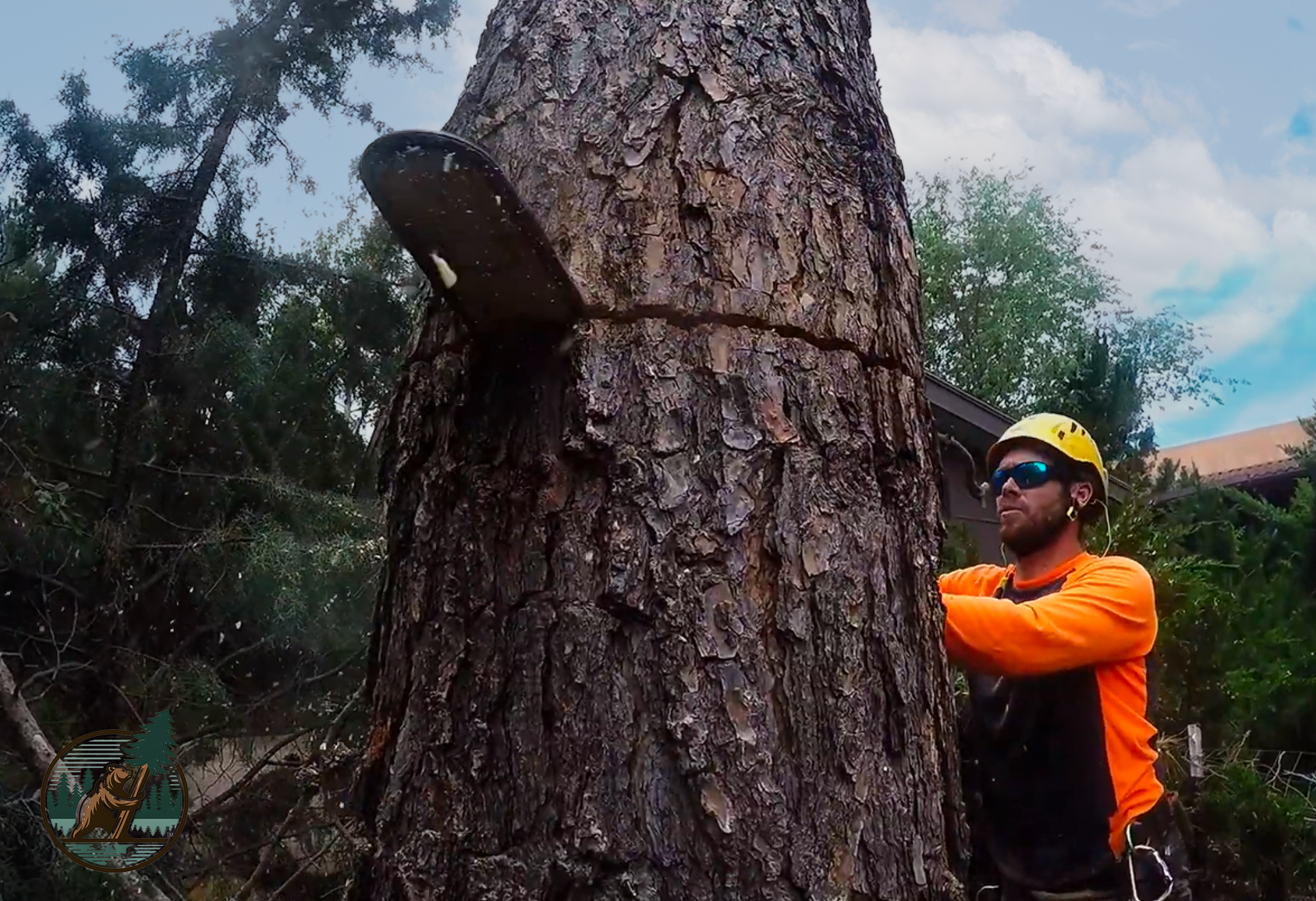 A Big Bear Lake Tree Service arborist wearing orange safety gear cutting down a big pine tree with a chainsaw