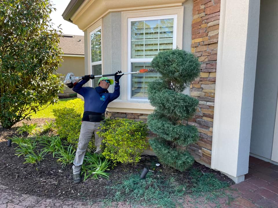 shrub trimming