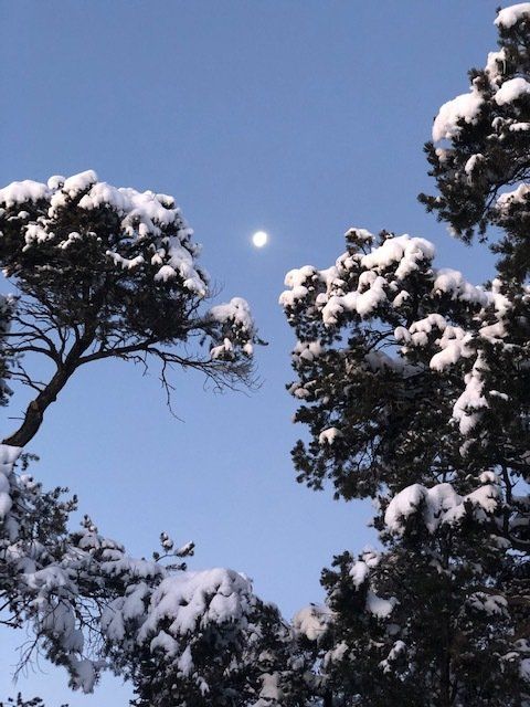 Snow covered trees with the moon in the background