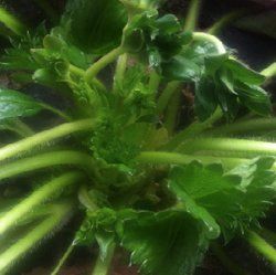 HealthySoil | Agriculture | Plant Nutrients | Farming Equipment
