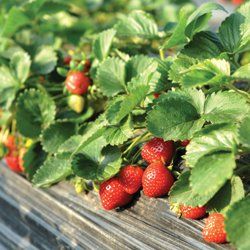 HealthySoil | Agriculture | Plant Nutrients | Farming Equipment