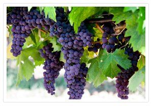 HealthySoil | Agriculture | Plant Nutrients | Farming Equipment