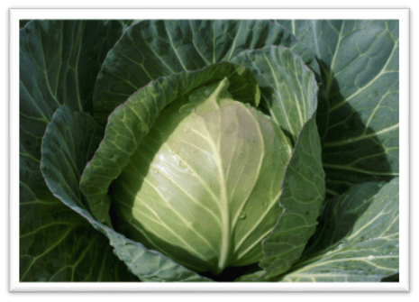 HealthySoil | Agriculture | Plant Nutrients | Farming Equipment