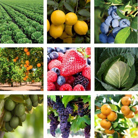 HealthySoil | Agriculture | Plant Nutrients | Farming Equipment