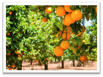 HealthySoil | Agriculture | Plant Nutrients | Farming Equipment