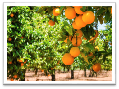 HealthySoil | Agriculture | Plant Nutrients | Farming Equipment
