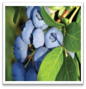 HealthySoil | Agriculture | Plant Nutrients | Farming Equipment
