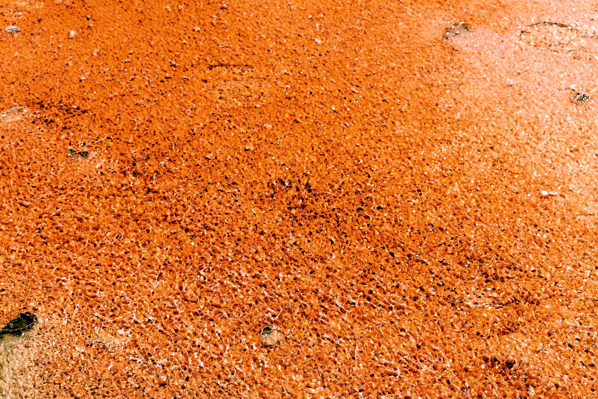 Colony of thermophillic bacteria