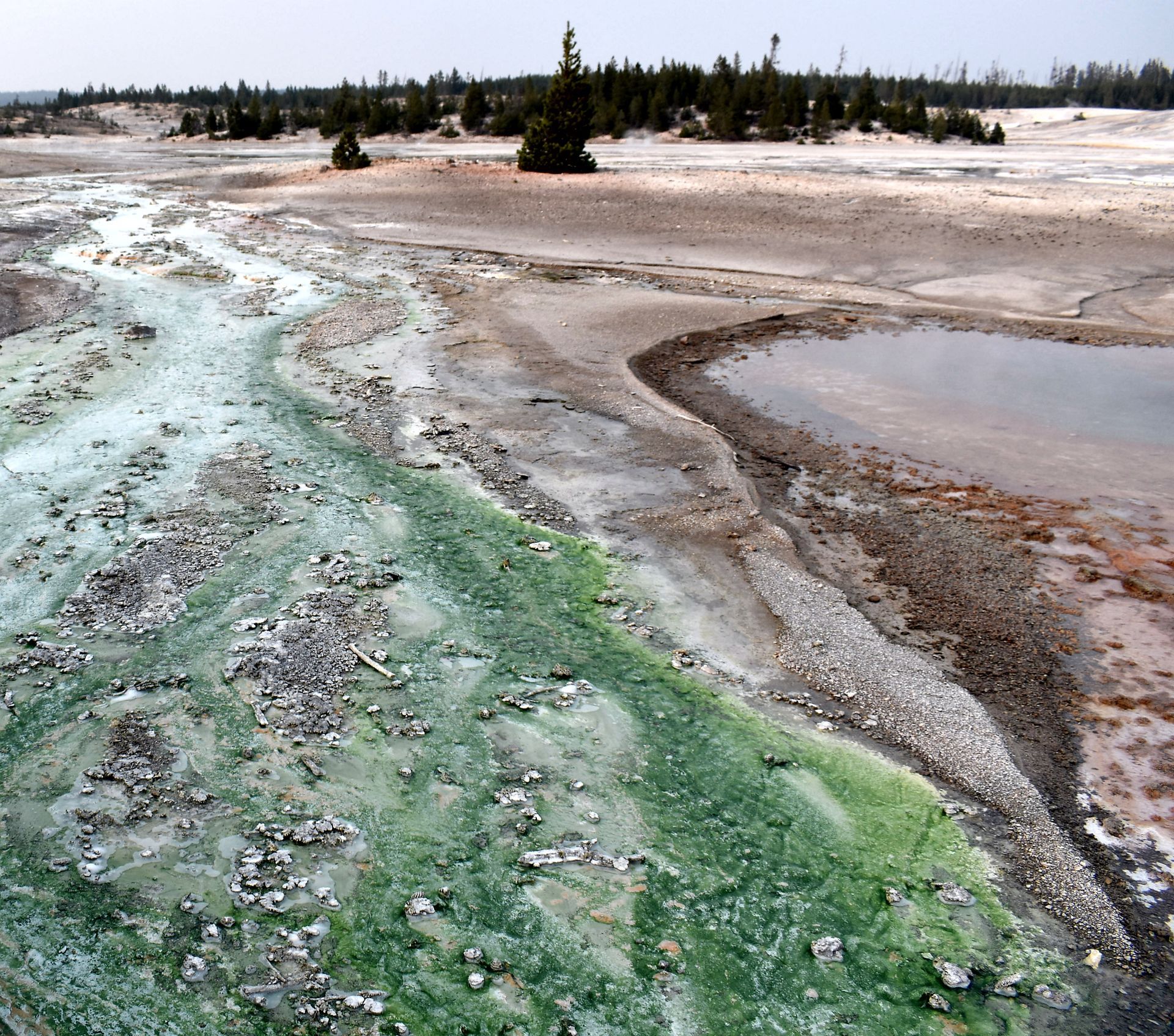 Algae Stream in hot runnoff water - Norris Geyser Basin