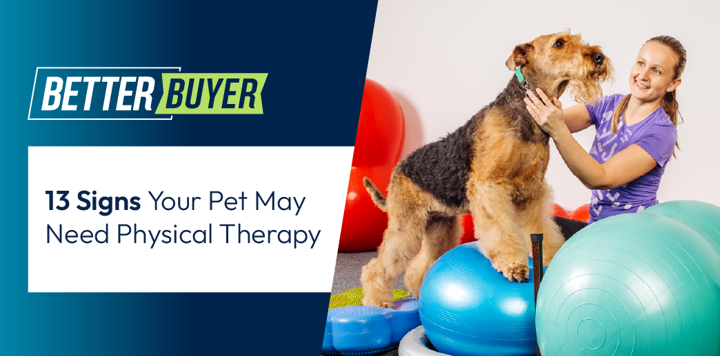 Dog doing physical therapy with a person. Text: 