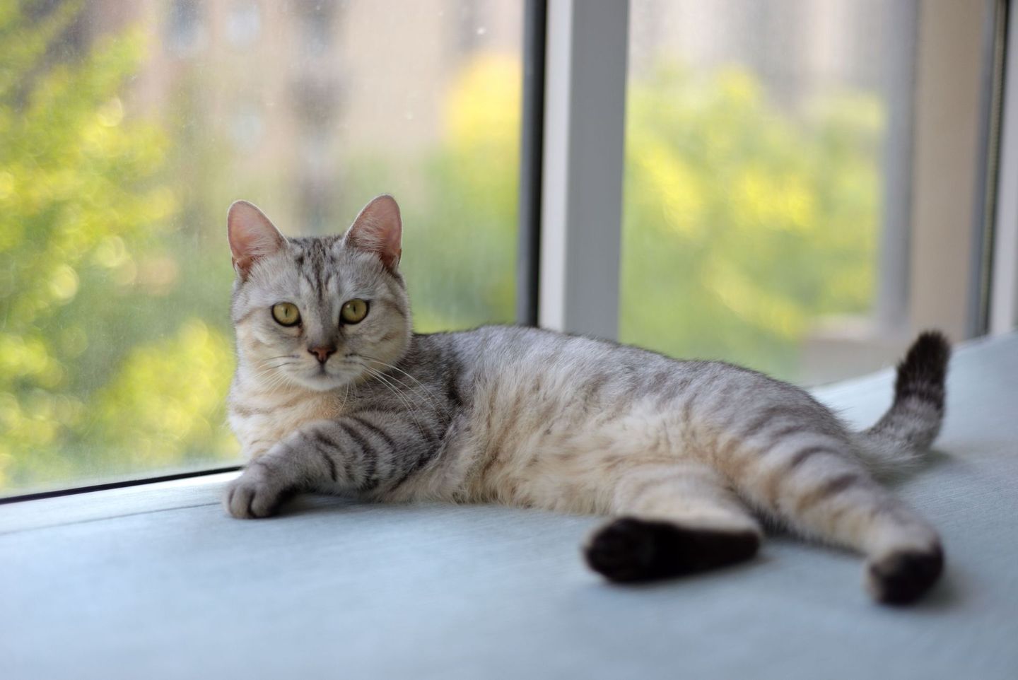 Jackson galaxy