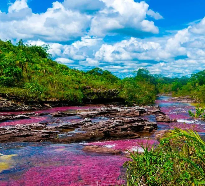 A river flowing through a lush green forest with pink water and rocks.