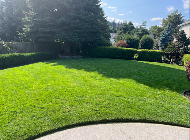 Green lawn bordered by a trimmed hedge, sunny day.