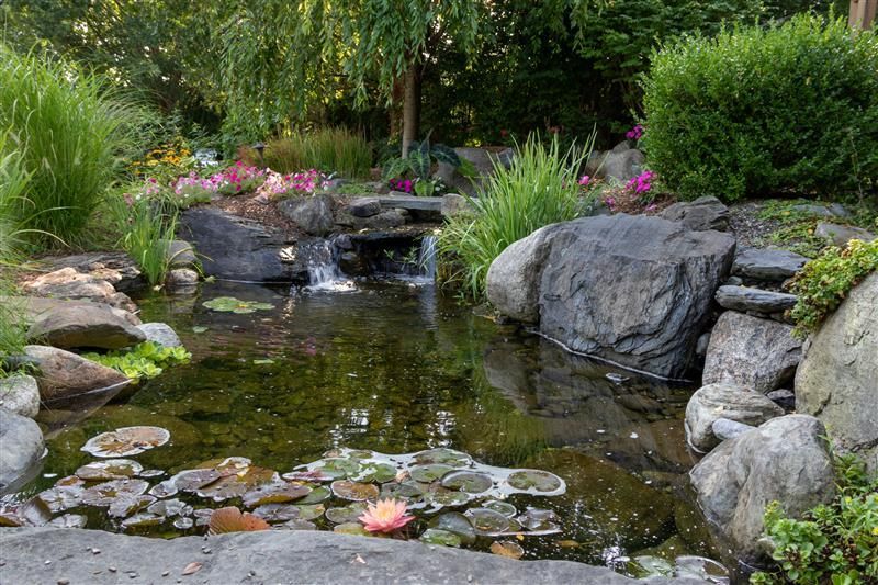 A tranquil pond with a small waterfall, surrounded by rocks, greenery, and a pink water lily.