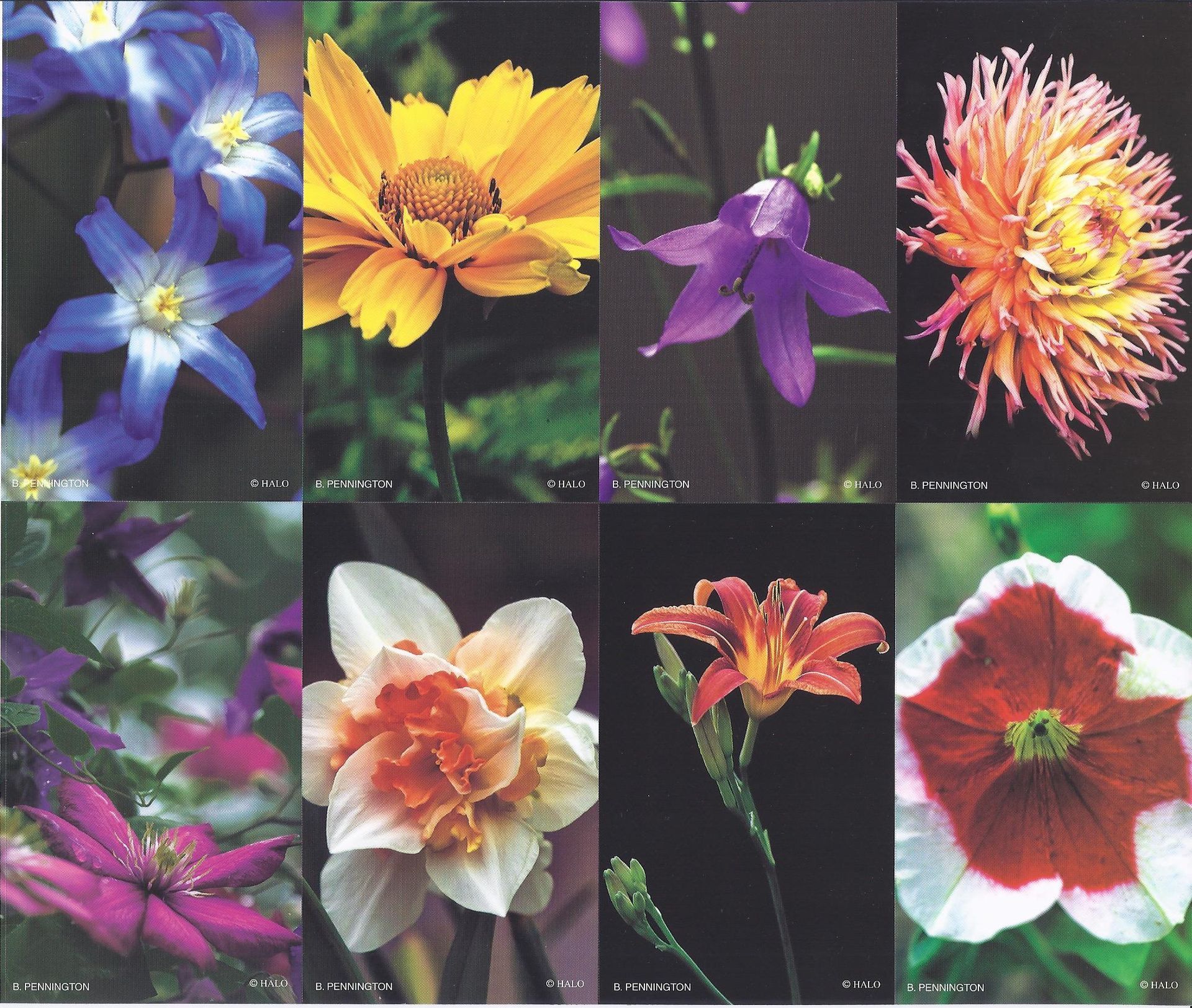 Collage of six colorful flowers on dark backgrounds, including blue, yellow, purple, orange, white, and red blooms