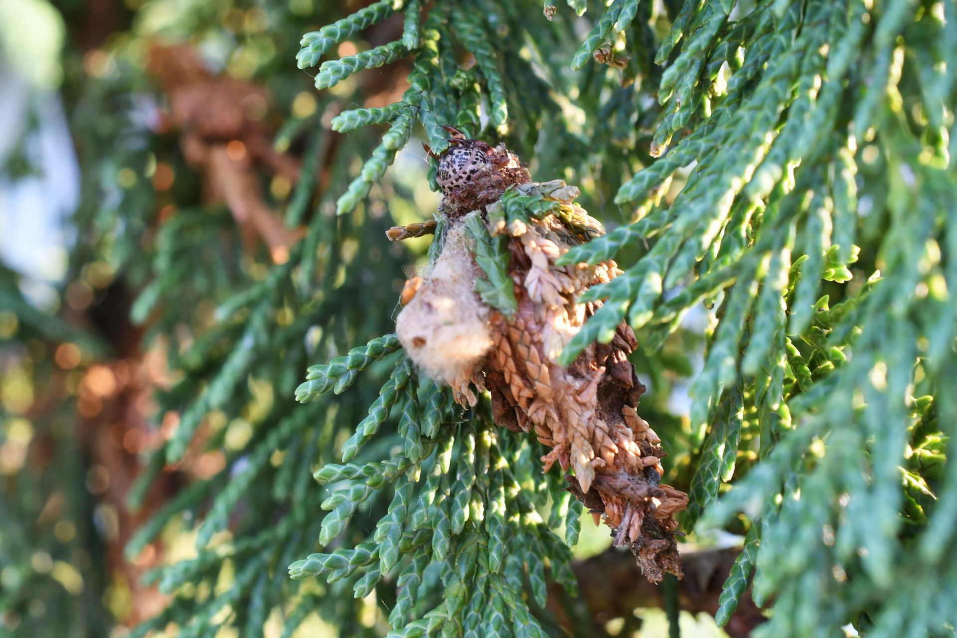 Bagworm Treatment