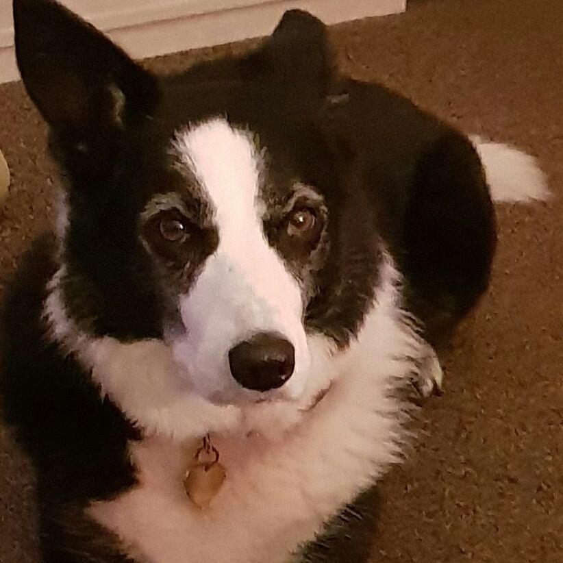 Black and white dog with brown eyes wearing a gold collar tag, lying down.