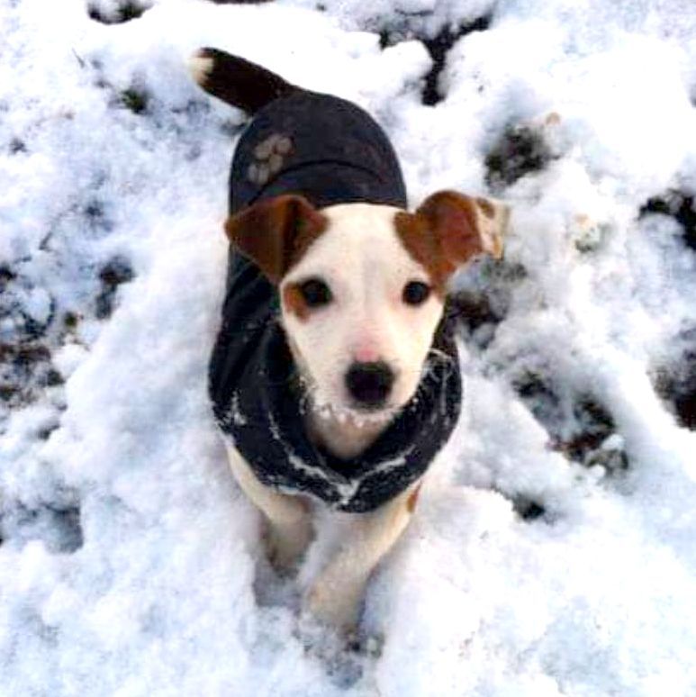 Dog wearing a dark coat in the snow, looking up. White, brown, and black fur; snow on its nose.