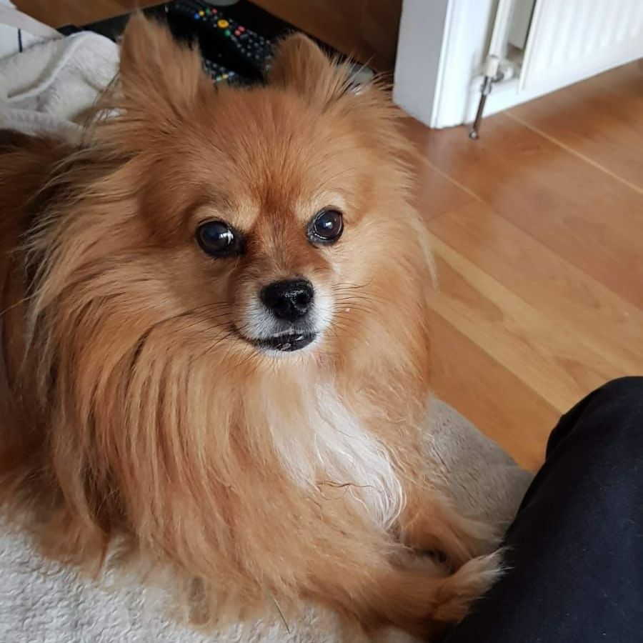 Brown Pomeranian dog, looking alert, sitting on a light-colored surface, indoors with wooden floor.