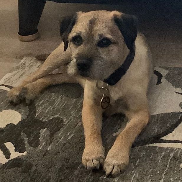 Tan and black dog wearing a black collar, lying on a patterned rug.