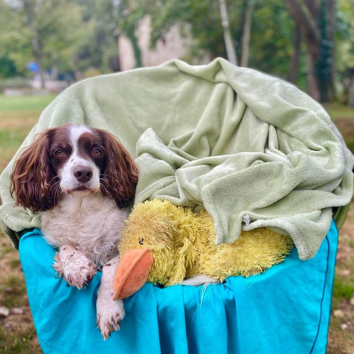Dog in a blue basket with a green blanket and yellow toy duck, outdoors.