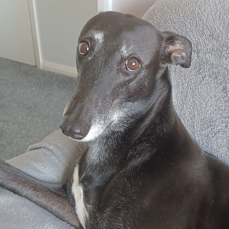 Black greyhound with brown eyes, resting head on gray sofa, looking directly at the viewer.