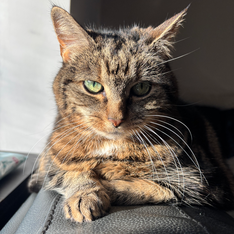 Tabby cat with green eyes in sunlight.